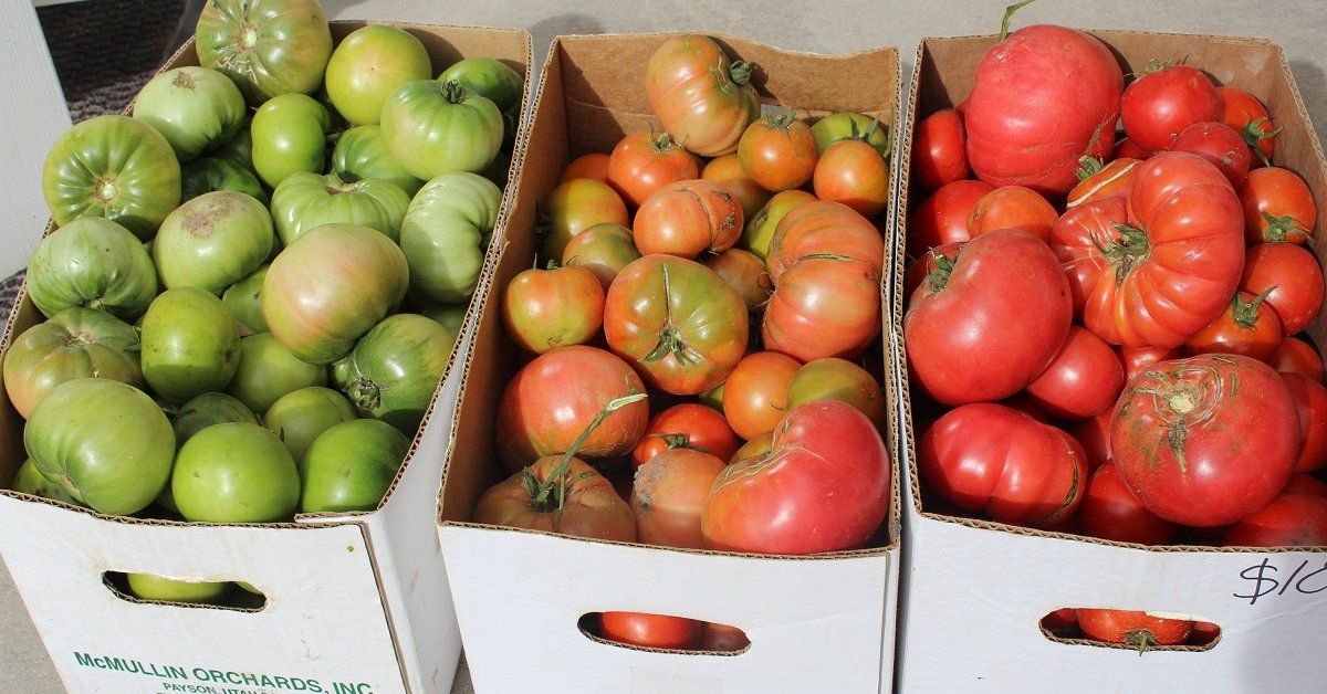 Как дозреть зеленые помидоры в домашних условиях: как хранить до покраснения